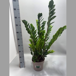 ZAMIO ZAMIIFOLIA