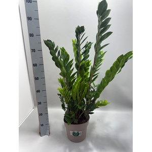 ZAMIO ZAMIIFOLIA