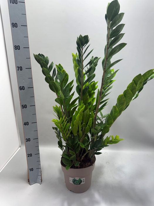 <h4>ZAMIO ZAMIIFOLIA</h4>