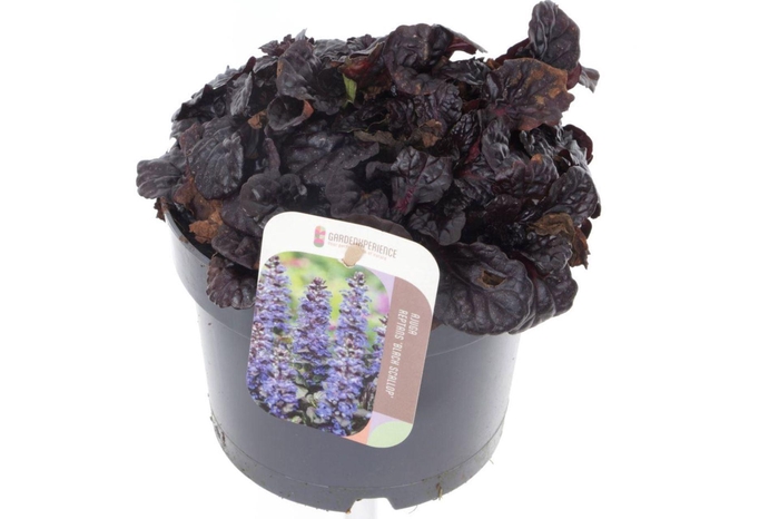 Ajuga