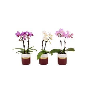 Dolomite Horizon Bordeaux Tiny Dolls Mix 2T10+ Aqu@