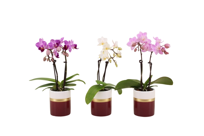 <h4>Dolomite Horizon Bordeaux Tiny Dolls Mix 2T10+ Aqu@</h4>