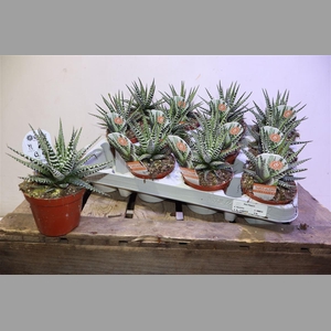 Haworthia F Big Band