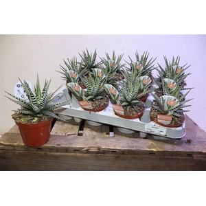 arr8 Haworthia F Big Band