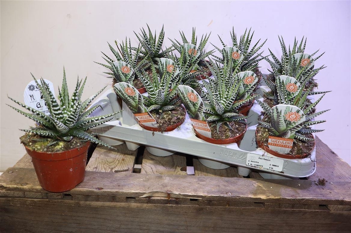 <h4>arr8 Haworthia F Big Band</h4>