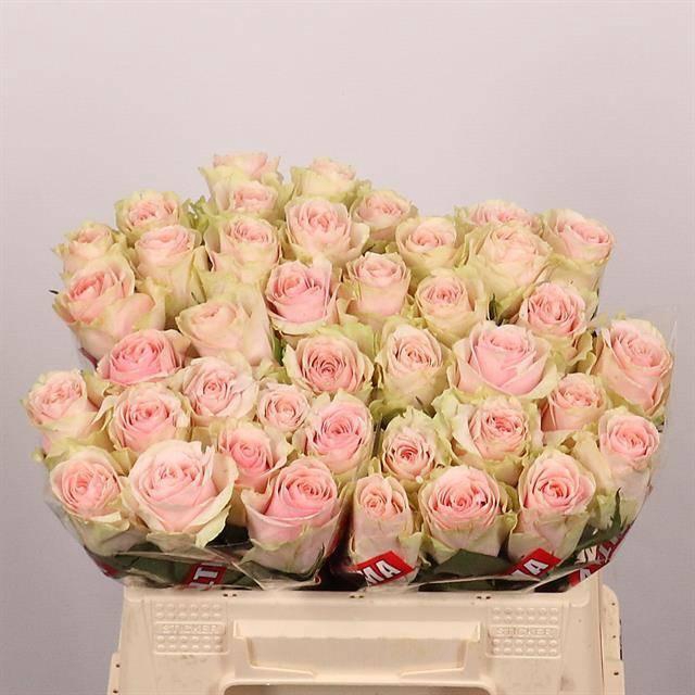 <h4>R GR FRUTTETO</h4>