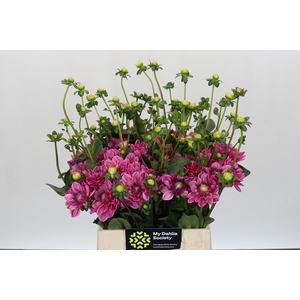 Dahlia Annamarie