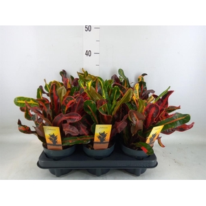 Codiaeum var. GR 'Mammi'