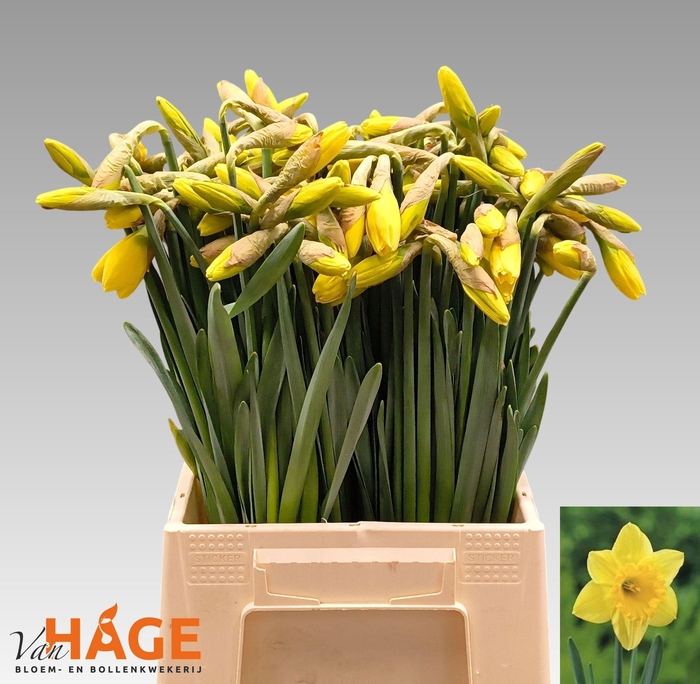 <h4>NARC G CARLTON</h4>