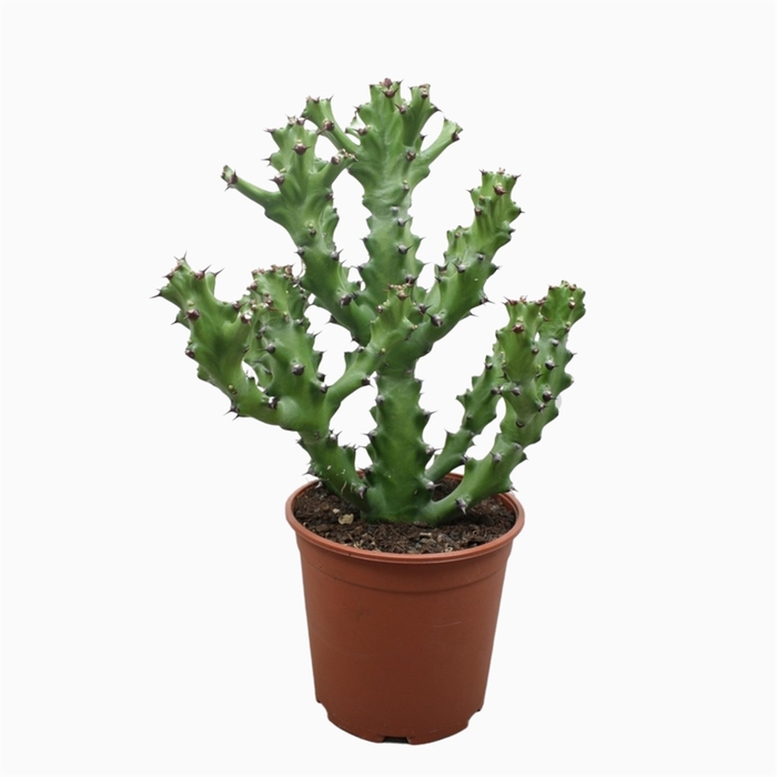 <h4>Euphorbia   ...</h4>