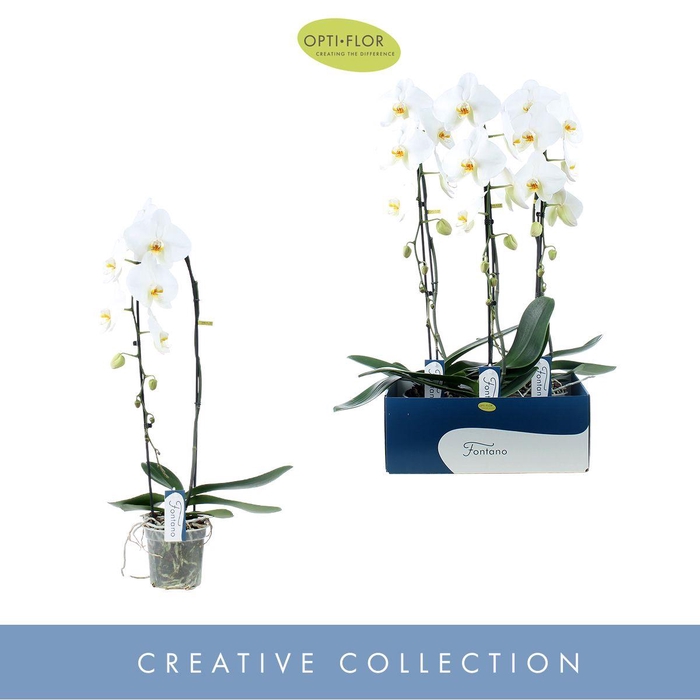 <h4>Phal Fontano Wealth 1 Tak</h4>