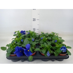 Viola wr. 'Delta Blue wBlotch'