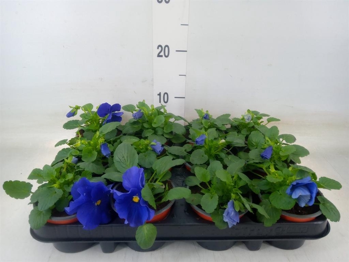 <h4>Viola wr. 'Delta Blue wBlotch'</h4>