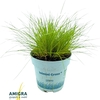 Deschampsia Tatra Gold