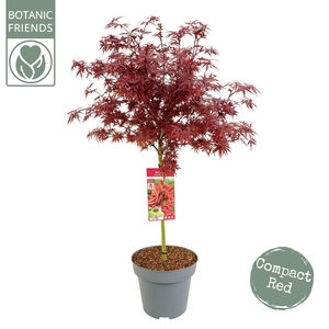 Acer palm. 'Shaina' C14 laagstam