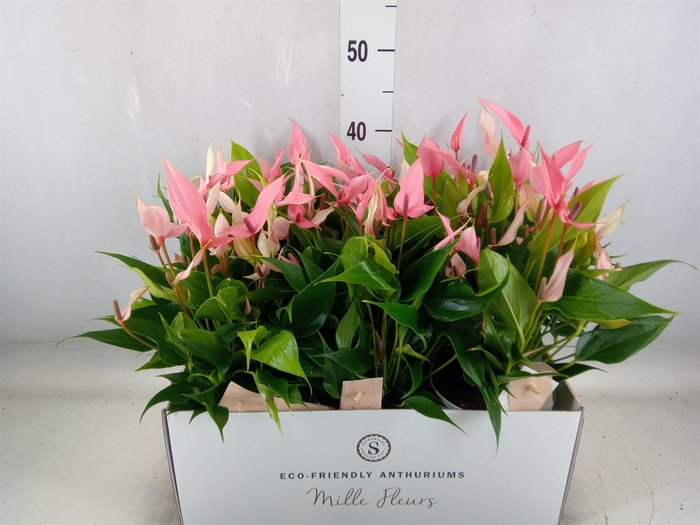 <h4>Anthurium andr. 'Lilli'</h4>