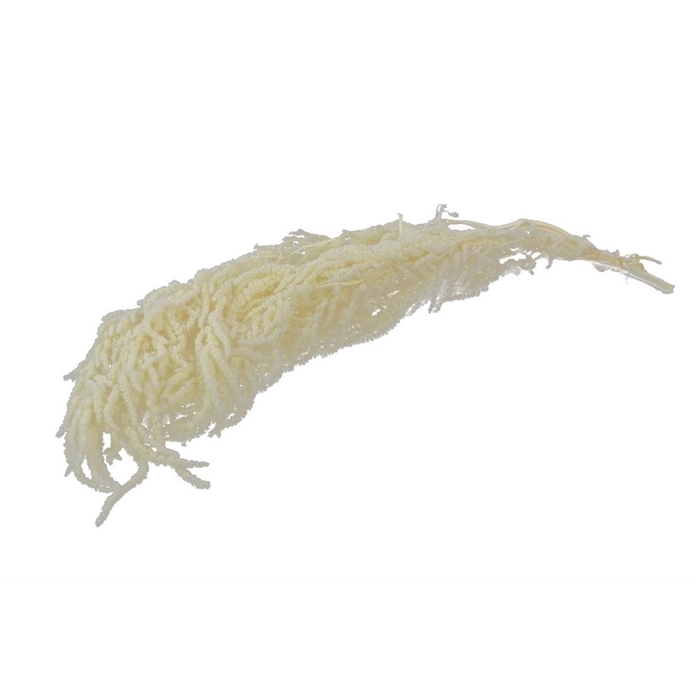 <h4>Amaranthus 80cm 150g</h4>