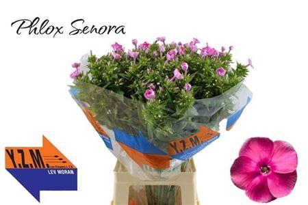 <h4>Phlox P Senora</h4>