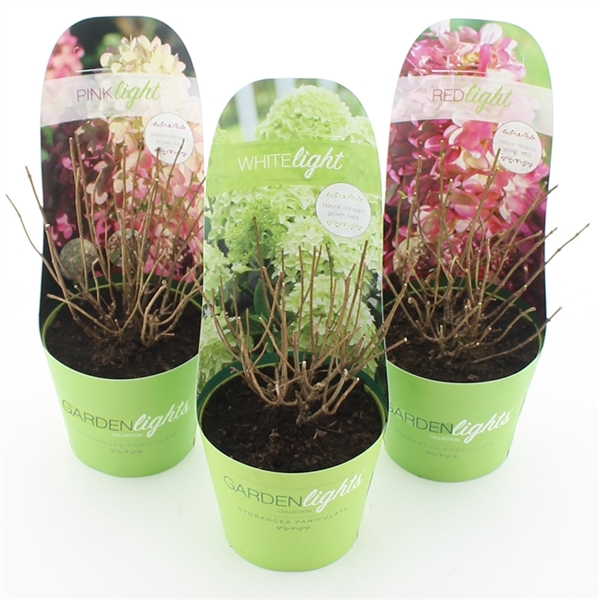 <h4>Hydrangea pan. Garden Lights® MIX C2 (17cm.) Potcover</h4>