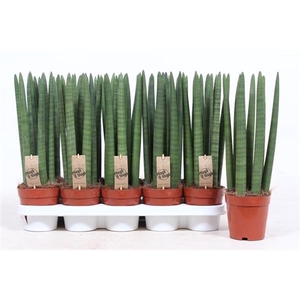 Sansevieria cylindrica overig