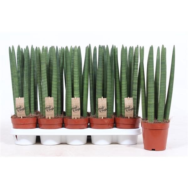 <h4>Sansevieria cylindrica overig</h4>