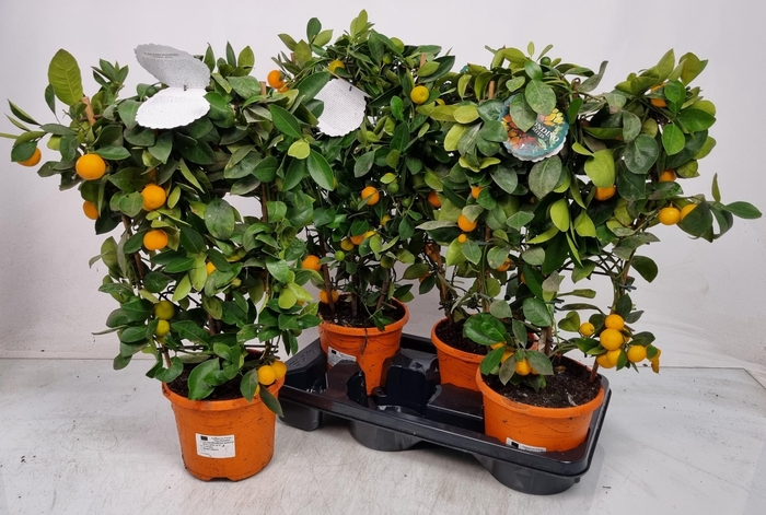 <h4>CITR MICROCARPA</h4>