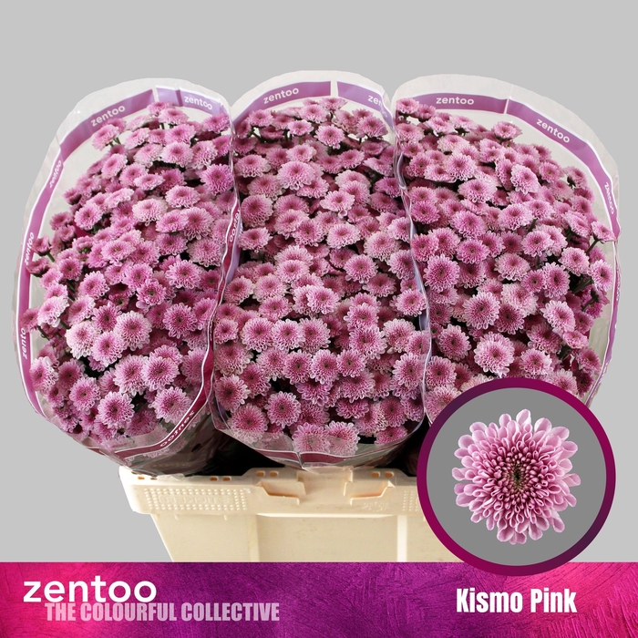 <h4>CHR S KISMO PINK</h4>