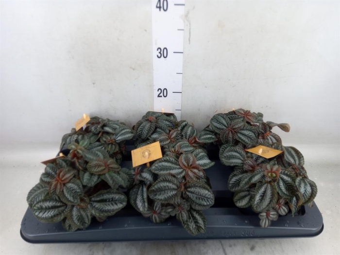 <h4>Pilea  'Norfolk'</h4>