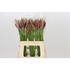 Nerine Mister Nick
