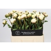 Paeonia Snow Mountain