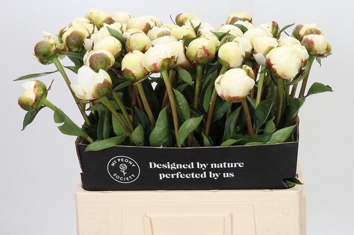<h4>Paeonia Snow Mountain</h4>