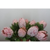 Protea Cynaroides