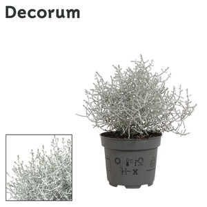 LEUCOPH BROWNII
