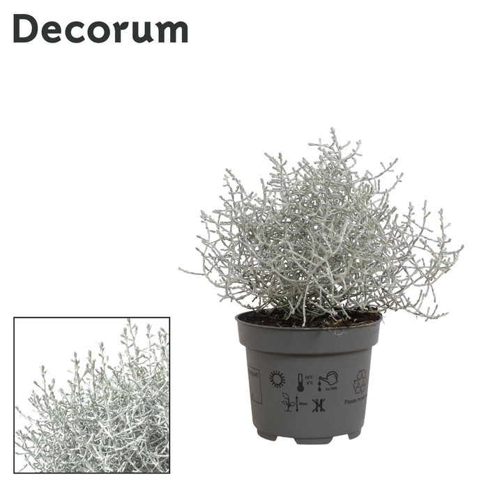 <h4>LEUCOPH BROWNII</h4>