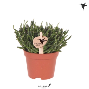 Kolibri Greens Rhipsalis Baccifera