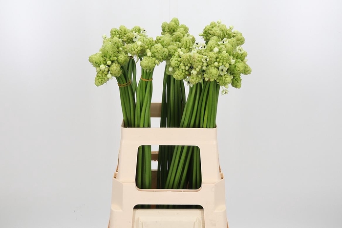 <h4>Ornit Saundersiae</h4>