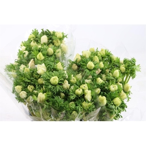 Anem Marianne Panda White