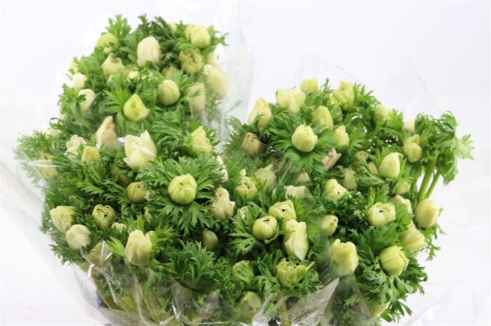 <h4>Anem Marianne Panda White</h4>