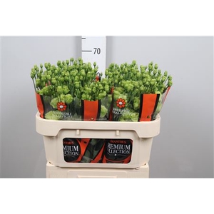 Eus G Rosanne Br Green