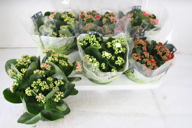 <h4>KAL GE GEM 5 KL</h4>