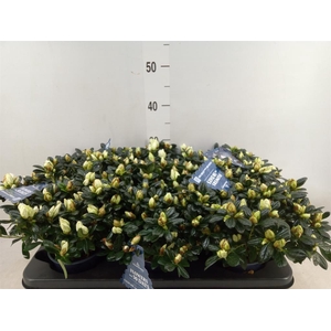 Rhododendron sim. 'Hor Chris Belli'