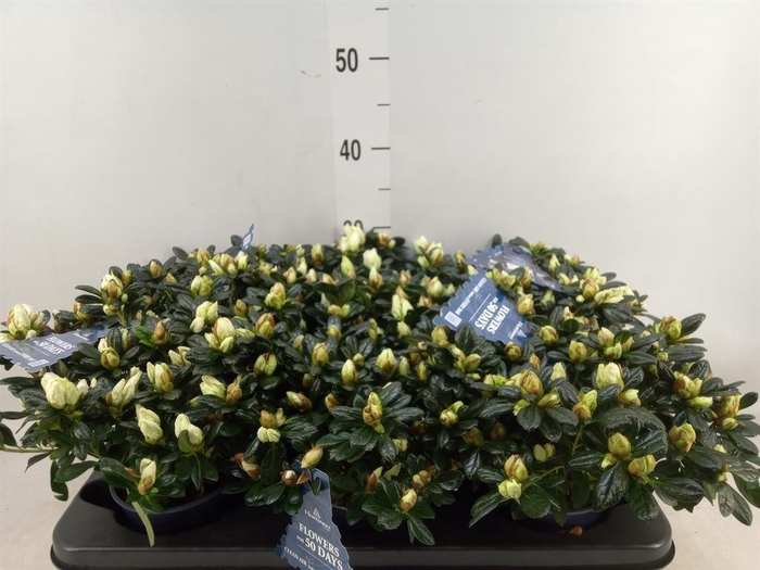 Rhododendron sim. 'Hor Chris Belli'