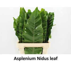 Asplenium Nidus 62cm