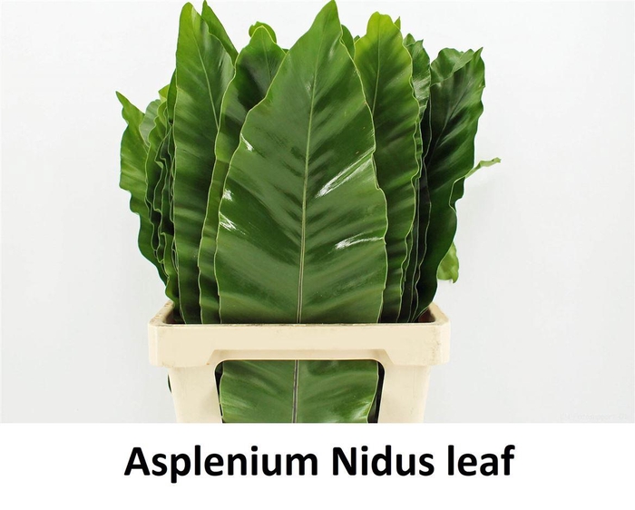<h4>Asplenium Nidus 62cm</h4>