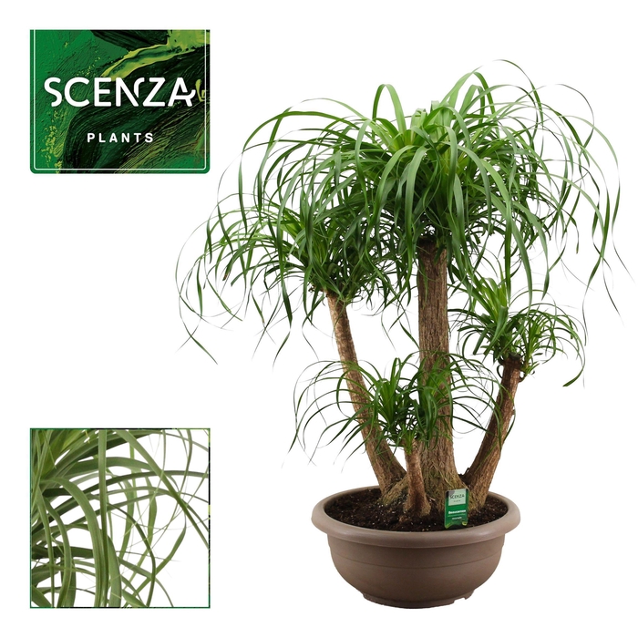 <h4>Beaucarnea vertakt compact 40 cm (Scenza)</h4>