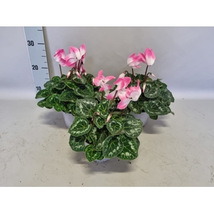 Cyclamen Super serie XL Fushion Neon Pink
