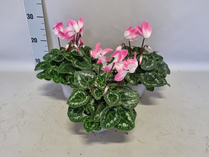 <h4>Cyclamen Super serie XL Fushion Neon Pink</h4>