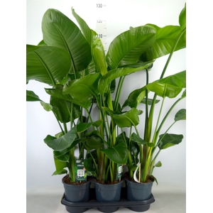 Strelitzia nicolai