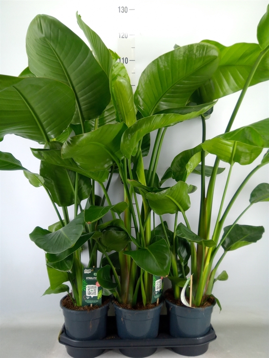 <h4>Strelitzia nicolai</h4>