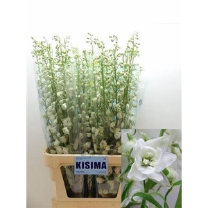 Delph Du Candle Wh Shades